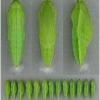 colias hyale pupa volg12